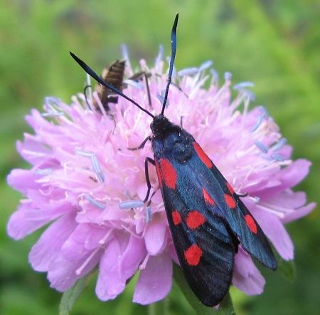 papillon1