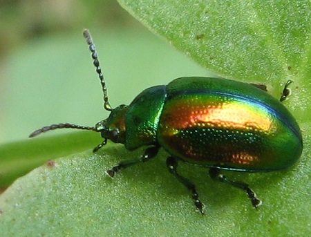 cetoine