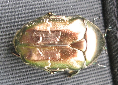 scarabeedor