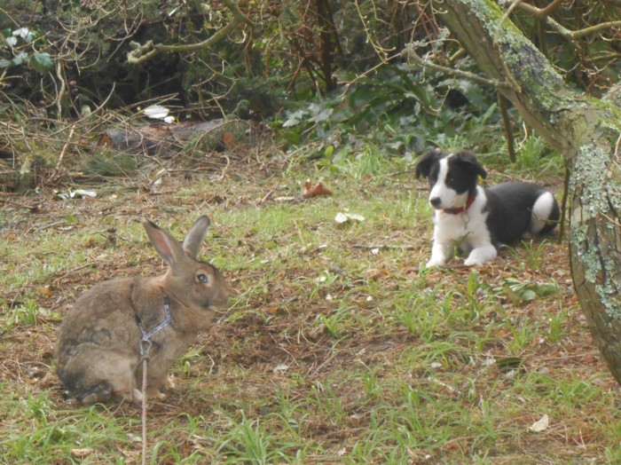 lapin