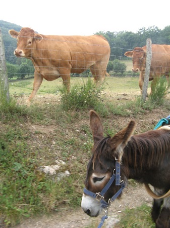 vache-anne