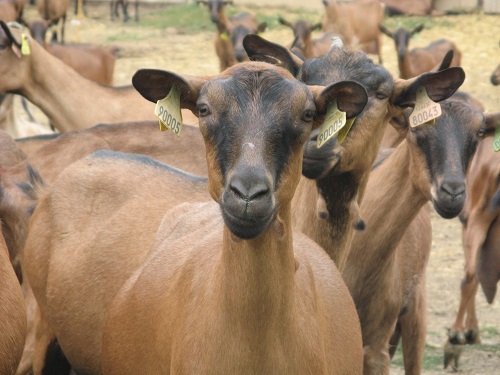 chevre
