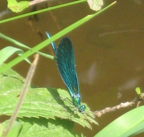 libellule
