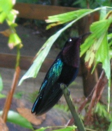 colibri