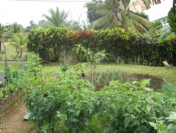 potager