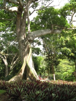arbre