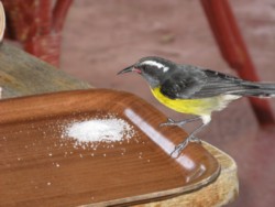 oiseau1