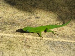 lezard