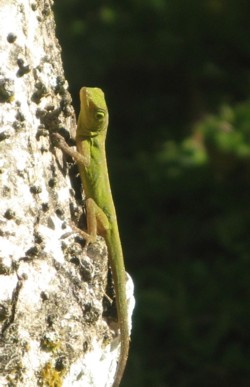 lezard