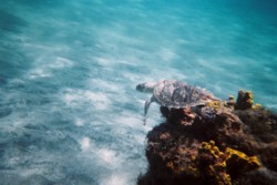 tortue