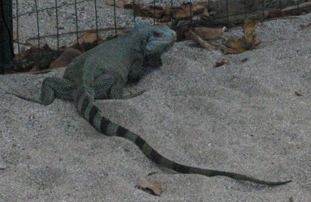 monstre1