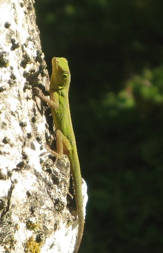 lezard