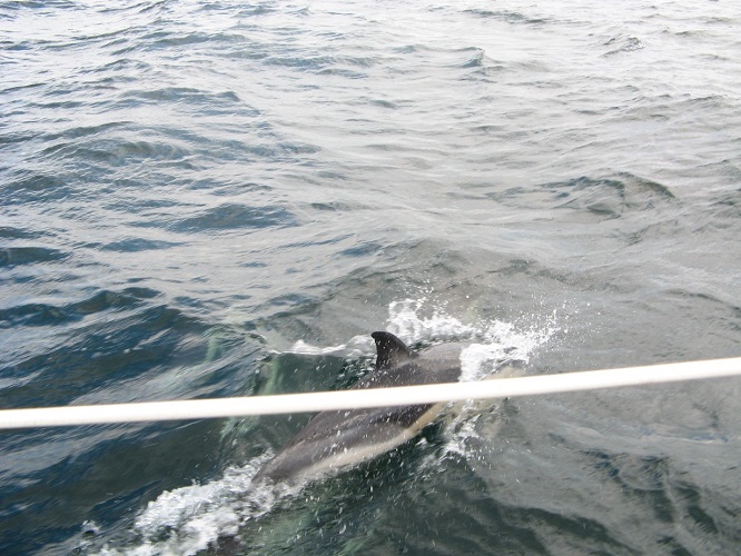 dauphins