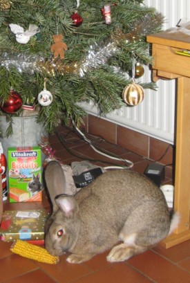 noel-lapin