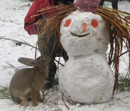 lapin-neige