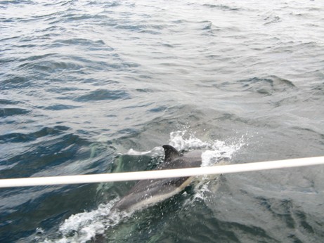 dauphins