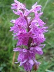 fleur