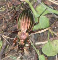 insecte