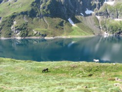 arain