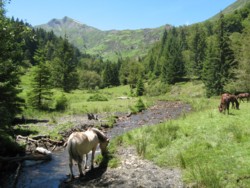 chevaux