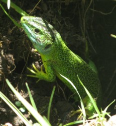 lezard