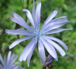 fleur