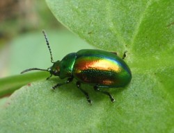 insecte