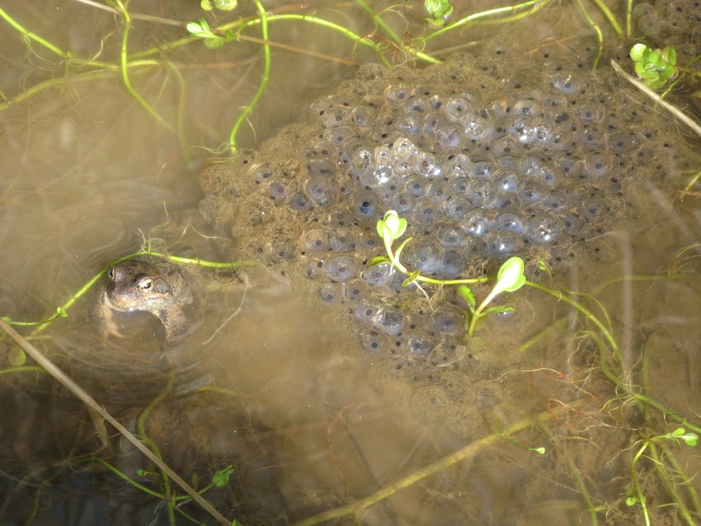 grenouille