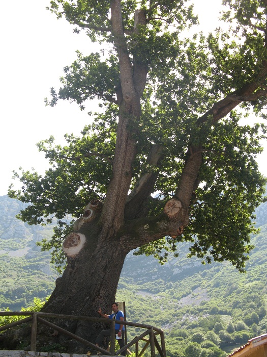 arbre