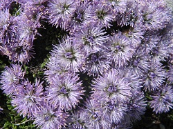 fleurs violettes
