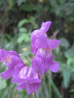 orchis