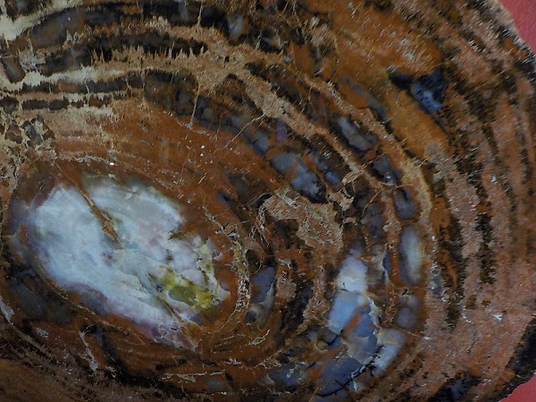 bois-fossil