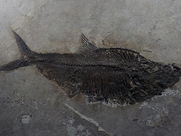 poisson