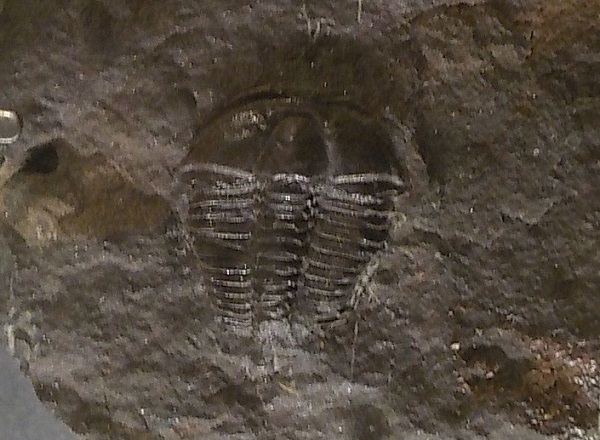trilo