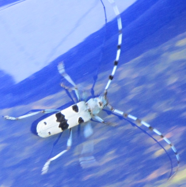 insecte