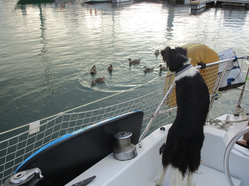 canard
