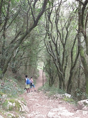 arbre