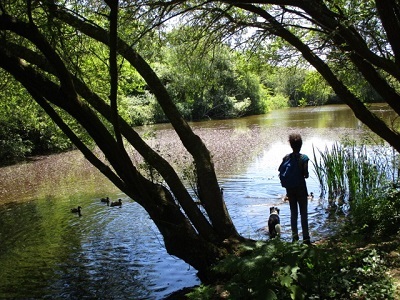 etang canards